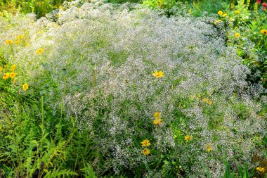 Çayırdaki sarı çiçekler doğal yaz arkaplanı, bulanık görüntü, seçici odak