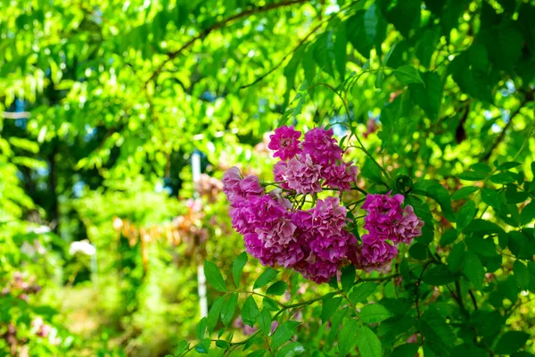 Selektiver Fokus Aus Blühenden Leuchtend Rosa Wildrosen Hundsrose Rosa Canina — Stockfoto