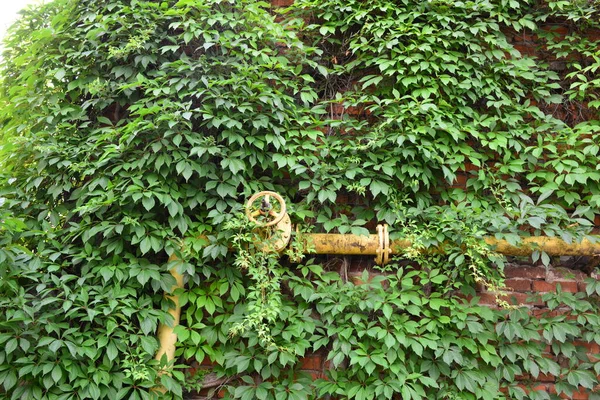 gas pipe valve on the background of the wall of the house overgrown with wild grapes. gas connection to the house.