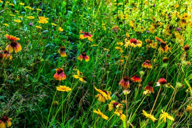 Sarı çiçekler, seçici odak, bir çayır doğal yaz arka planı, bulanık görüntü,