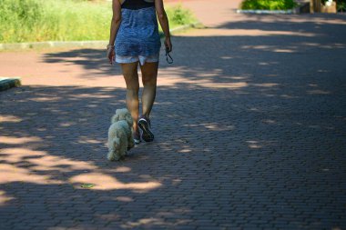 Beyaz köpekler, metresleri eşliğinde kaldırımda yürürler..