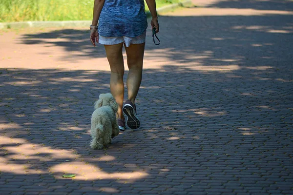Cães Brancos Caminham Acompanhados Por Sua Amante Calçada — Fotografia de Stock