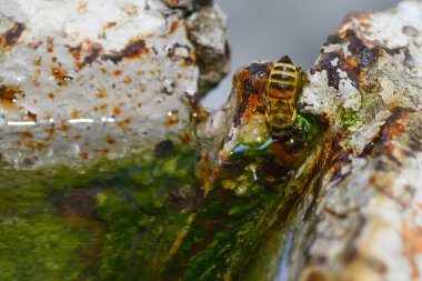 Su birikintisinde arı içme suyu. Sıcak yaz günü.