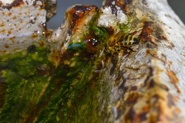 Bee Bebiendo Agua Charco Día Caliente Verano — Foto de Stock