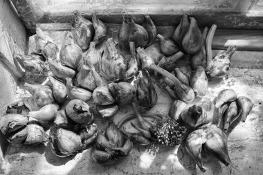 Hasat et. Köydeki bir ahırda soğanlar kurutuluyor..