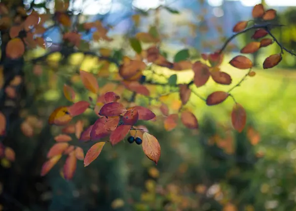 Hösten Orange Blad Över Suddig Himmel Höst Natur Bakgrund Med — Stockfoto