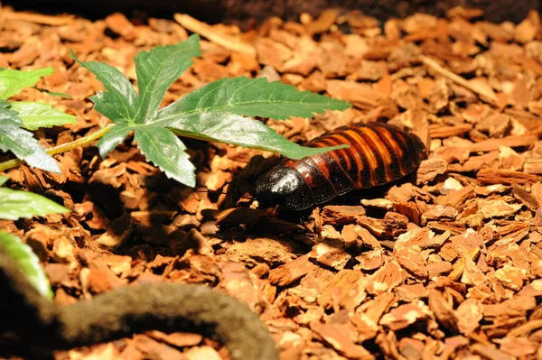 Madagascar Hissing Cockroach Gromphadorhina Portentosa Also Known Madagascar Giant Cockroach — Stock Photo, Image