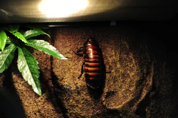 Madagascar Silbando Cucaracha Gromphadorhina Portentosa También Conocida Como Cucaracha Gigante — Foto de Stock