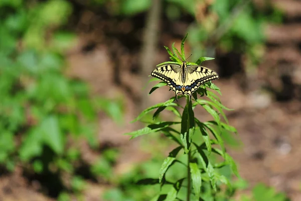 Vilda Insekter Fjäril Närbild När Fjärilen Vila Närbild Fjäril Blomma — Stockfoto