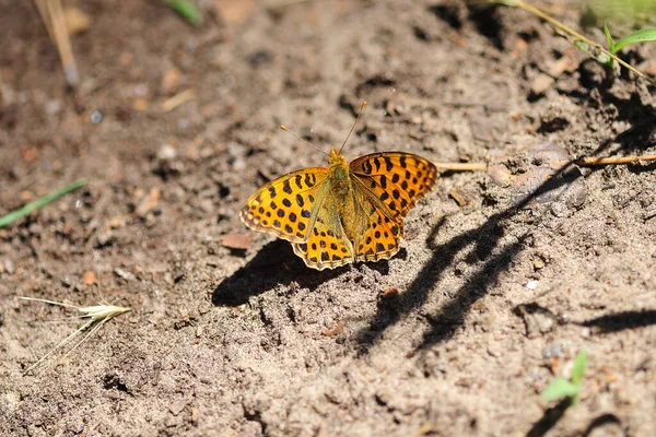 Vahşi Yaşam Böceği Kelebek Kelebek Dinlenirken Fotoğrafı Kapat Çiçeğe Yakın — Stok fotoğraf