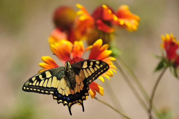 Vahşi Yaşam Böceği Kelebek Kelebek Dinlenirken Fotoğrafı Kapat Çiçeğe Yakın — Stok fotoğraf