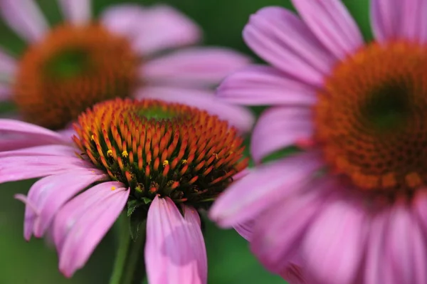 Fialový Koneflower Echinacea Purpurea Květiny Zahradě Lze Použít Alternativní Medicíně — Stock fotografie