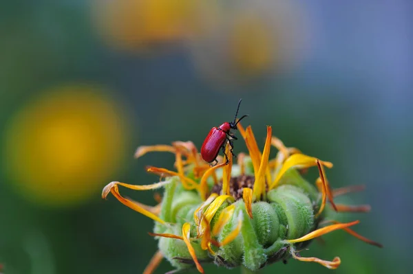 緋色の百合の甲虫 赤い百合の甲虫 または百合の葉の甲虫Lilioceris Liliiiは ユリ科の葉 百合などを食べる昆虫です — ストック写真