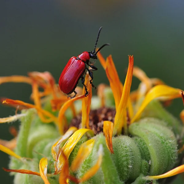 Besouro Lírio Escarlate Besouro Lírio Vermelho Besouro Lírio Folha Lírio — Fotografia de Stock