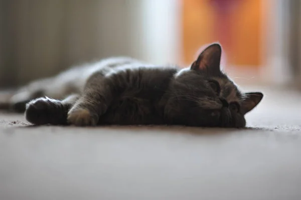 Carino Gatto Grigio Sdraiato Sul Tappeto — Foto Stock