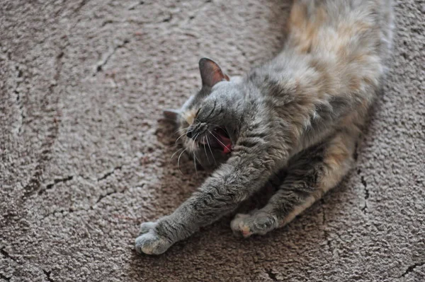 かわいい灰色の猫がカーペットの上に横になり — ストック写真