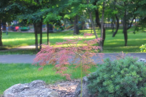 Junge Ahornblätter Natürlicher Hintergrund Laubbäume Zweig Schöne Geschnitzte Ahornblätter — Stockfoto