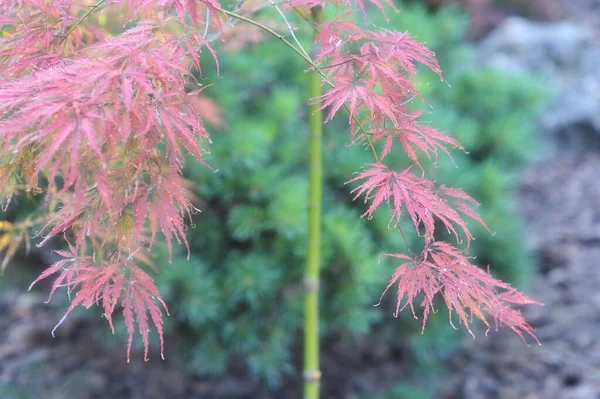 Jonge Esdoorn Gebladerte Natuurlijke Achtergrond Bladverliezende Boom Tak Mooie Gesneden — Stockfoto