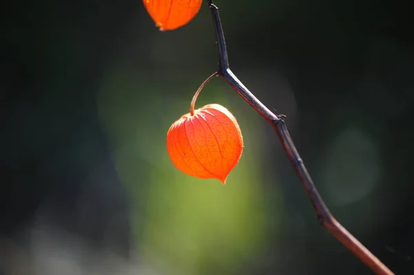 Nahaufnahme Zarter Physalis Blüten Licht Der Sonne — Stockfoto