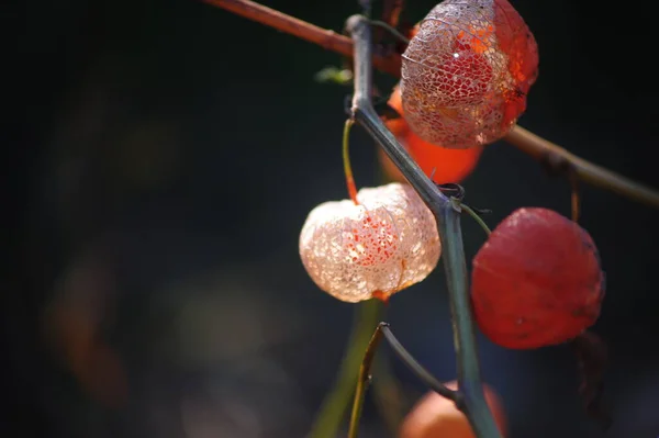 Close Delicate Physalis Flowers Light Sun — Stock Photo, Image