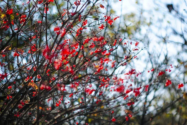 Närbild Röda Mogna Viburnum Bär Gren Trädgården Viburnum Höstbär Solen — Stockfoto