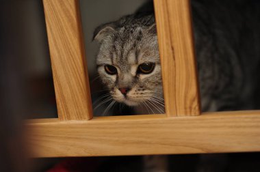 Gri katlı bir kedi odada bir çocuğun yatağına oturur ve dalların arasına bakar. Güzel desenleri olan gri bir kedi. Kediler izliyor.