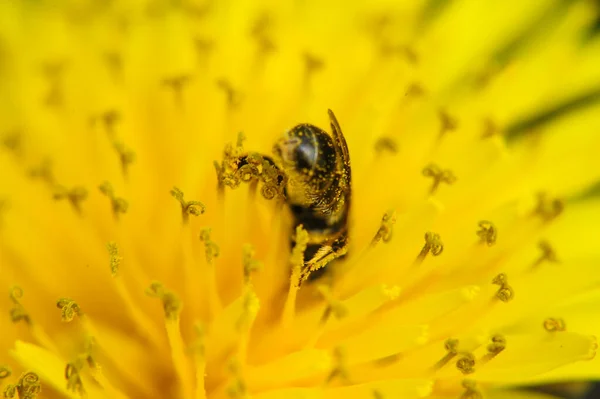 Honigbiene Mit Blütenstaub Bedeckt Eine Biene Ertrank Sommer Blütenstaub Viele — Stockfoto