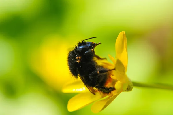 Yellow, cute, fuzzy bumblebee pollinating a yellow flower in a botanical garden.. environment and ecology.