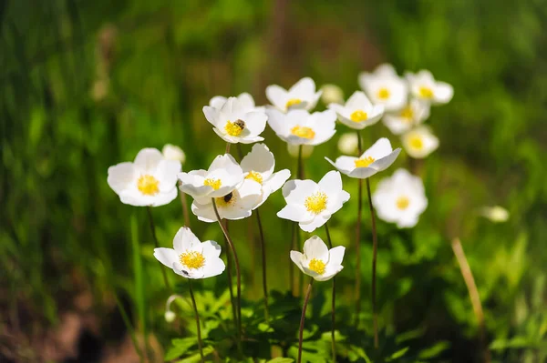Małe Białe Kwiaty Rosną Kwietniku Projekt Ogrodu Piękny Krajobraz Letni — Zdjęcie stockowe