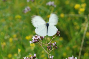 Pembe bir çiçekte güzel beyaz bir kelebek. Seçici odaklanma. Güneşli yaz günü.