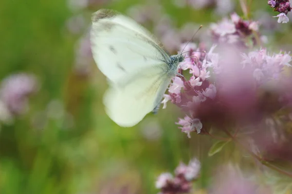 Pembe Bir Çiçekte Güzel Beyaz Bir Kelebek Seçici Odaklanma Güneşli — Stok fotoğraf