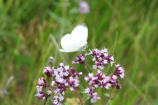 Beau Papillon Blanc Sur Une Fleur Rose Concentration Sélective Journée — Photo