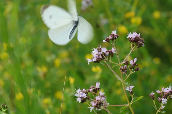 Pembe Bir Çiçekte Güzel Beyaz Bir Kelebek Seçici Odaklanma Güneşli — Stok fotoğraf
