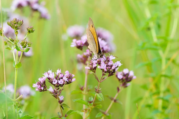 Kahverengi Kelebek Pembe Bir Çiçeğe Oturur — Stok fotoğraf