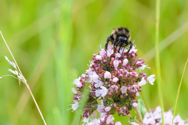 Bumblebee bahçedeki pembe çiçekten besleniyor ve bulanıklaşıyor..