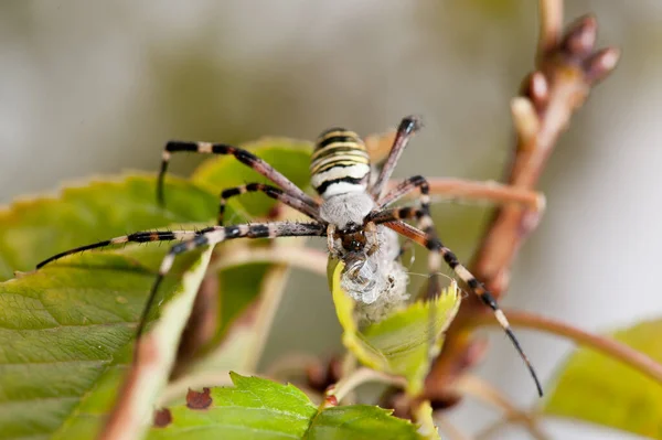 クモArgiope Brennichiをつかむ 黒と黄色のストライプArgiope Brennichiワスプクモ — ストック写真