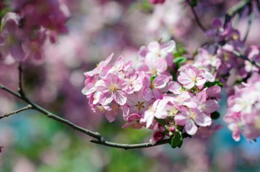 Bahar çiçeği: çiçek açan bir elma ağacının arka plandaki dalı