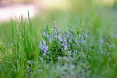 Yeşil çimenlerin bulanık arka planında küçük mavi çiçekler