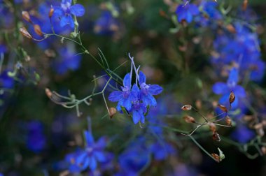 Consolida regalis, çatallı tarla faresi, roket-larkspur, ve tarla kuşu tarlada mor küçük çiçekler.