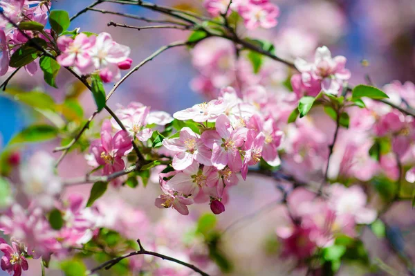 春天的花朵：在花园背景上开花的苹果树的枝条 — 图库照片