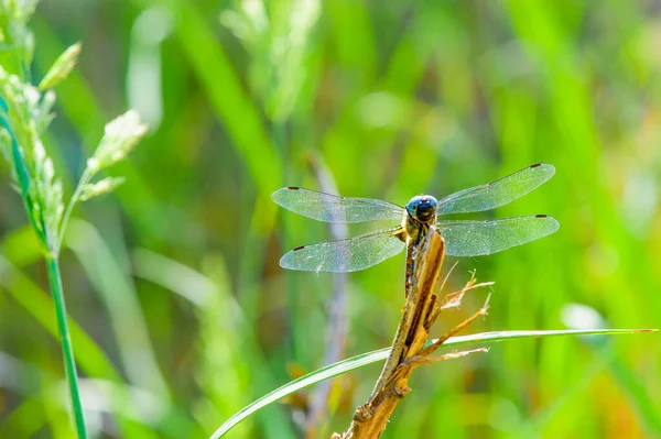 Färgglada Dragonfly Vilar Kvist Med Suddig Grön Natur Bakgrund — Stockfoto