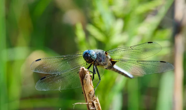 Färgglada Dragonfly Vilar Kvist Med Suddig Grön Natur Bakgrund — Stockfoto