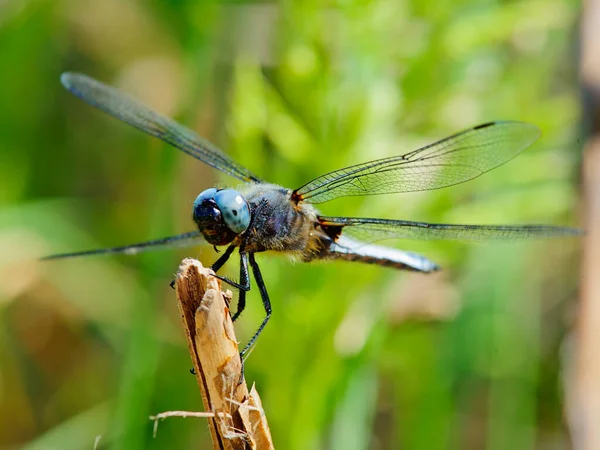 Färgglada Dragonfly Vilar Kvist Med Suddig Grön Natur Bakgrund — Stockfoto