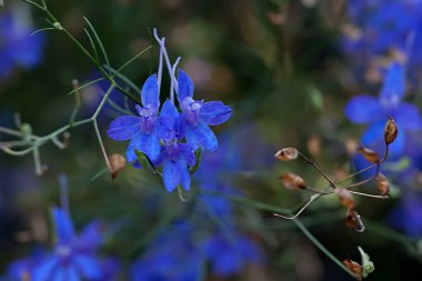 Consolida regalis, çatallanan larkspur, roket-larkspur, ve tarla faresi mor küçük çiçekler tarlada.