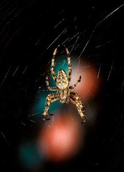 Vista macro da aranha cruzada Araneus diadematus na teia de aranha sobre o ponto de luz no fundo escuro — Fotografia de Stock