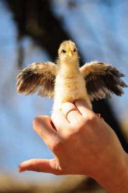 Yavru tavuklar elde. Erkek el küçük sarı tavuğu tutuyor. Küçük piliçler. Şirin