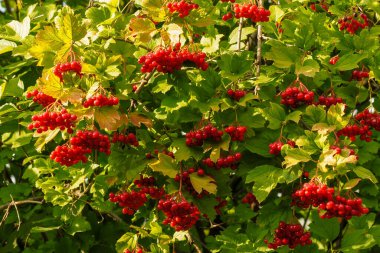 Ağacın bir dalında yeşil yapraklı kırmızı viburum meyveleri. Bahçedeki büyük çilek hasadı.