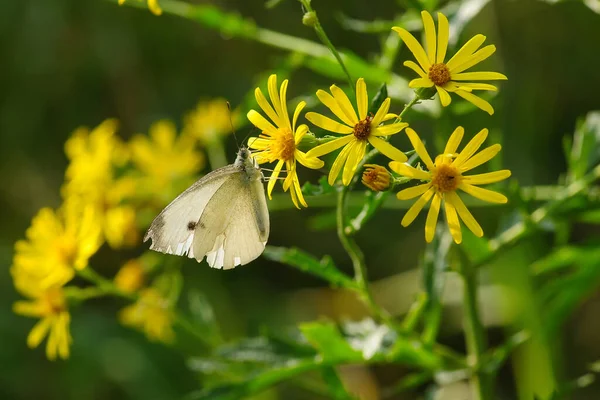 Бабочка Саду Желтым Цветком — стоковое фото
