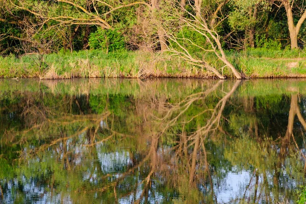 See Und Grüne Wiese Wassernähe Sonnigen Tagen Reflexion Von Bäumen — Stockfoto