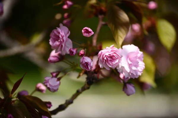 桜や桜の花の鮮やかな色が青空を背景に ソフトフォーカス — ストック写真